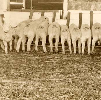 3 sheepbuttsep